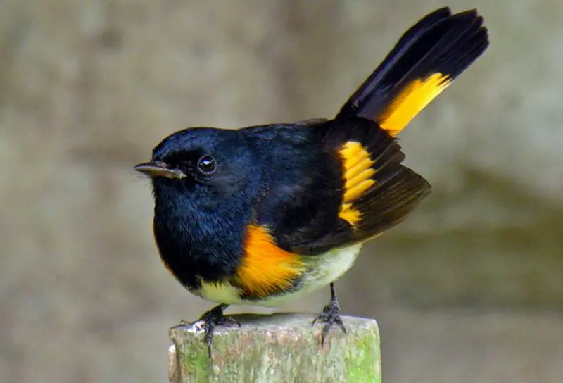 Common Birds in New York