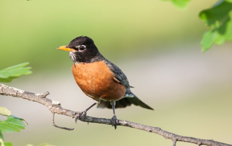 Orange Birds in Michigan