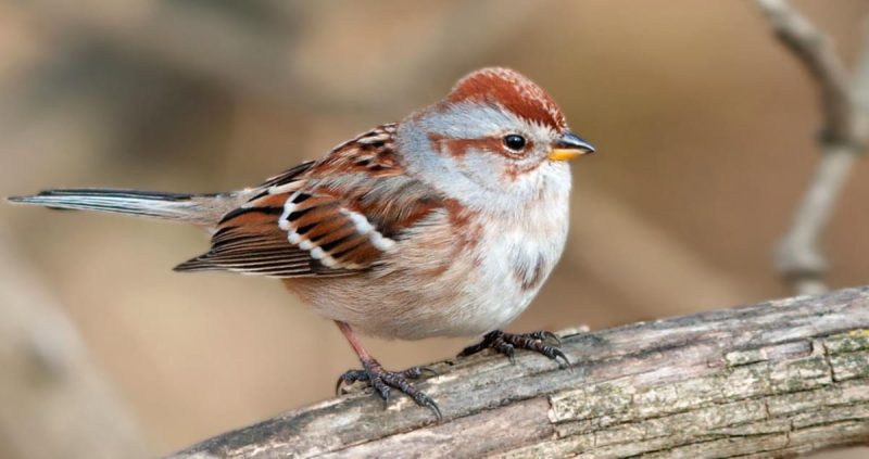 Common Birds in New York