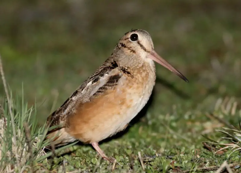 Birds That Sing at Night in North Carolina