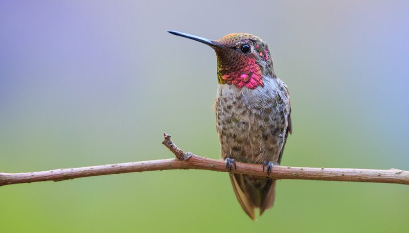 Hummingbirds in South Carolina