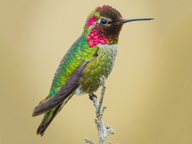 Hummingbirds in Nebraska