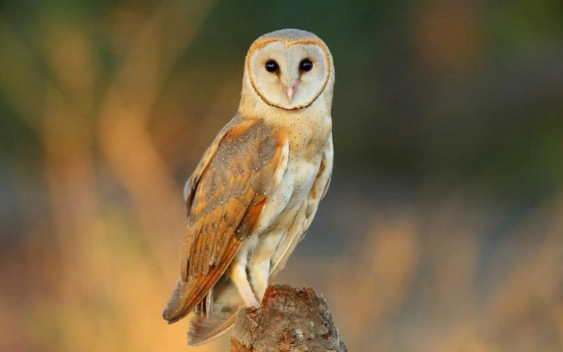 Birds of Prey in California