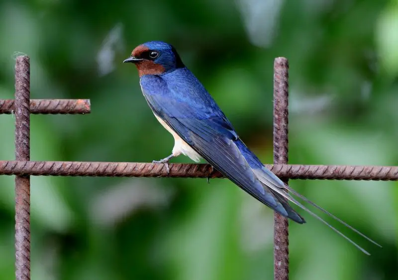 Common Birds in New York