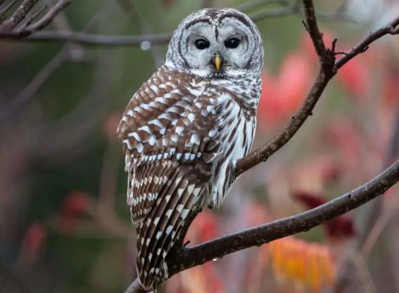 Birds That Sing at Night in North Carolina