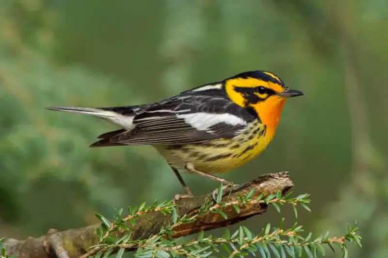 Orange Birds in Michigan