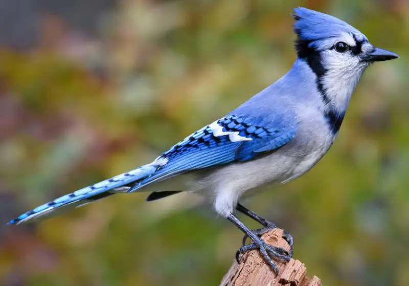 Common Birds in New York