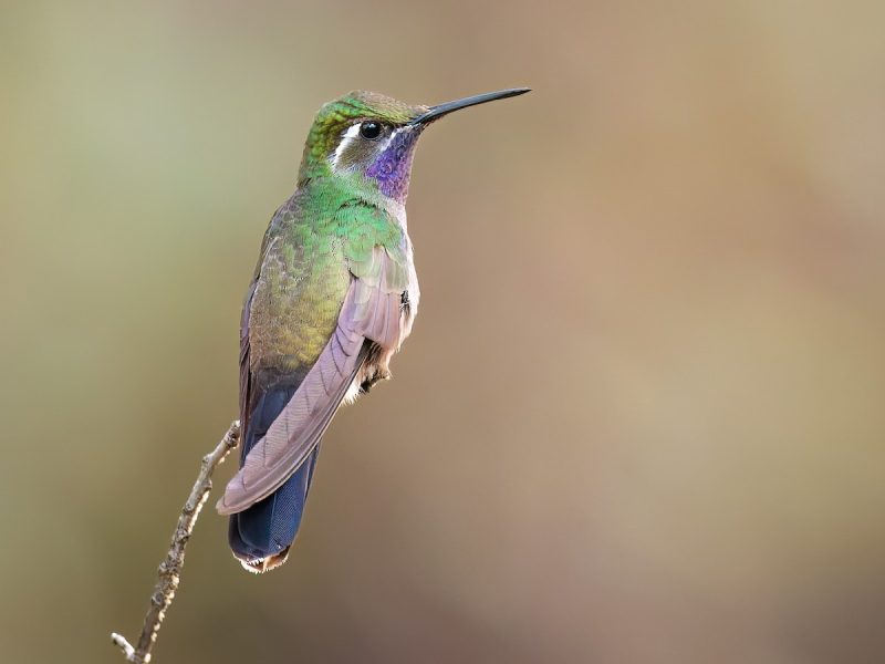 Hummingbirds in Nevada