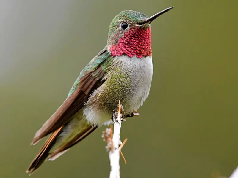 Common Birds of Arizona