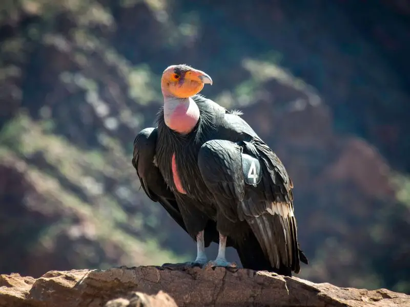Birds of Prey in California