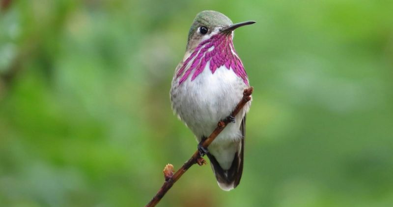 Hummingbirds in Nevada