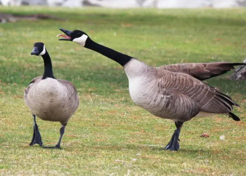 Common Birds in New York