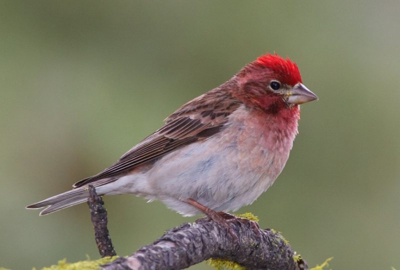 Birds with Red Heads in Colorado