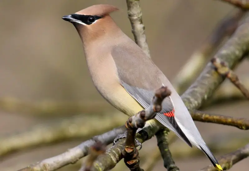 Common Birds in New York