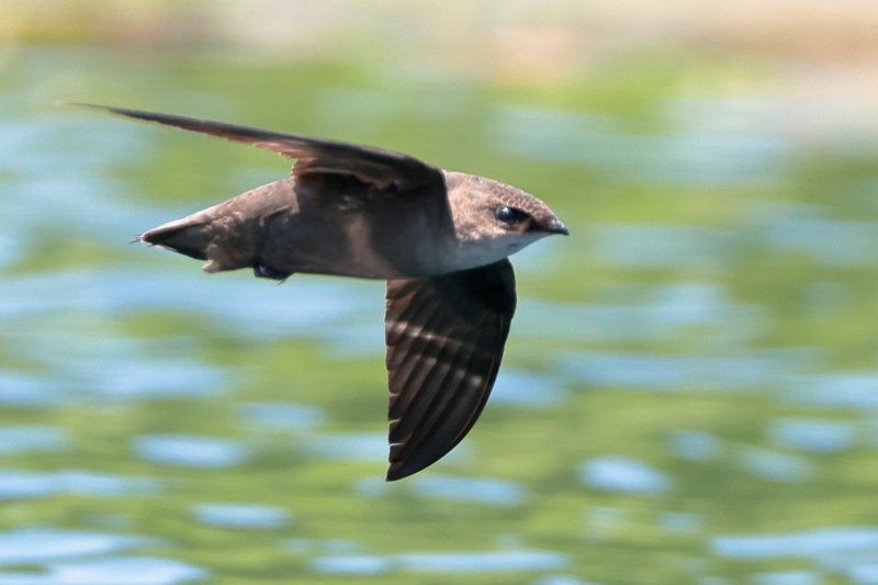 Common Birds in New York