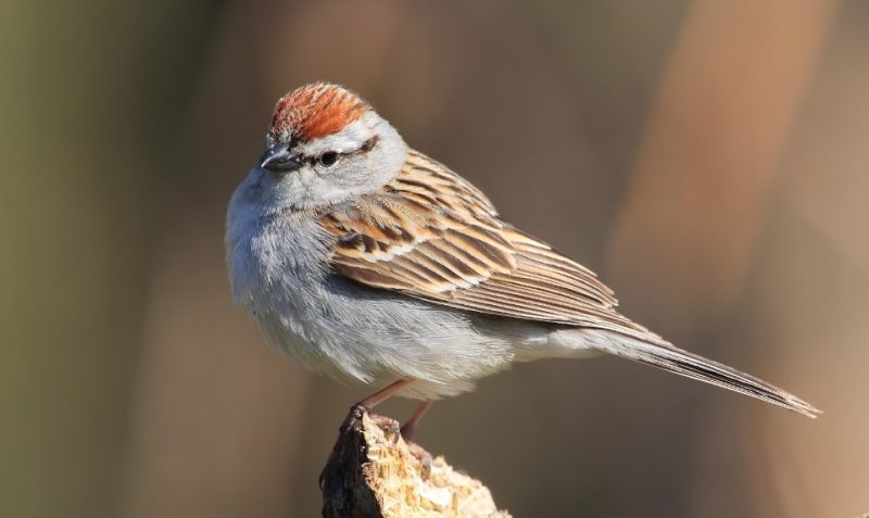 Common Birds in New York
