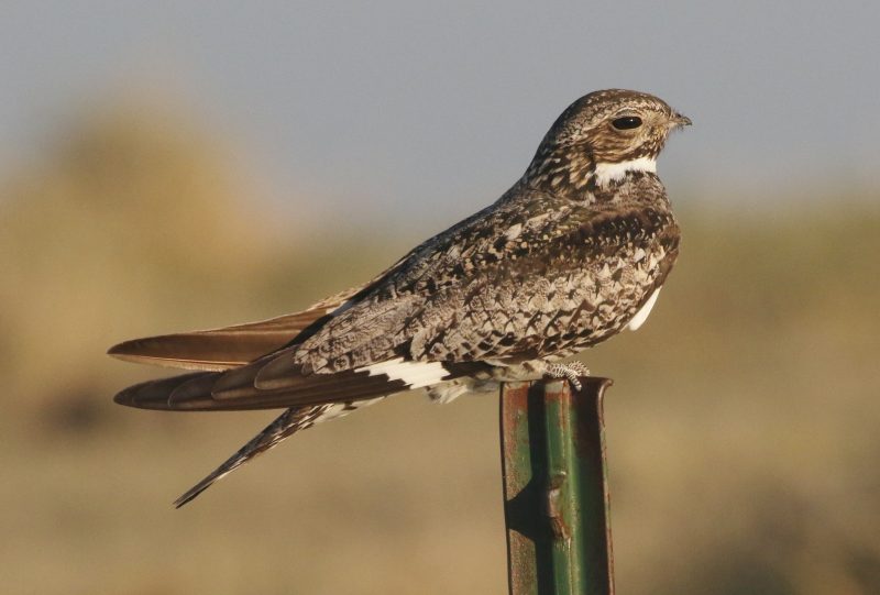 Birds That Sing at Night in North Carolina