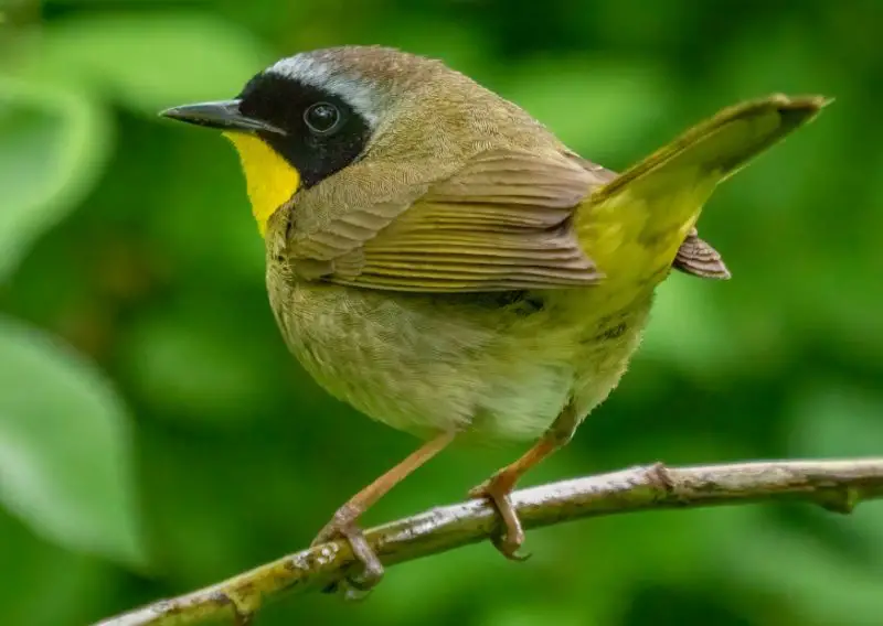 Common Birds in New York