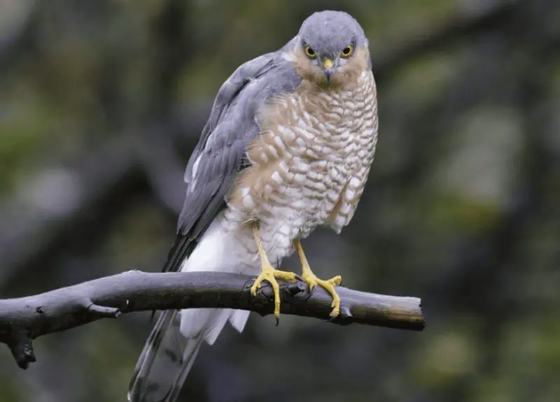 Birds of Prey in California