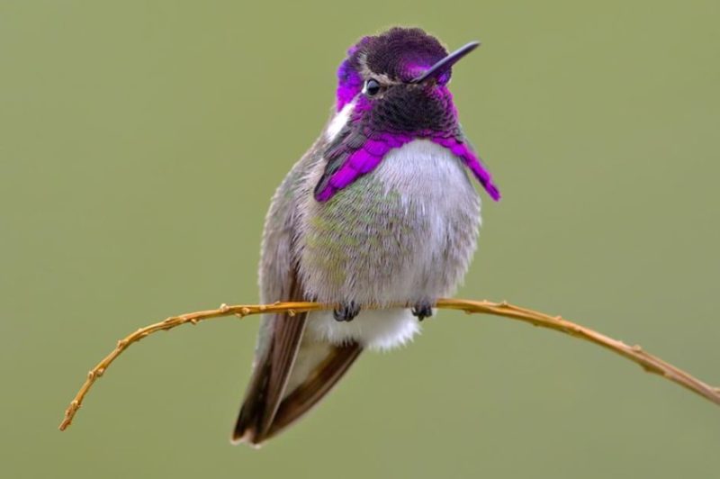 Hummingbirds in Nebraska