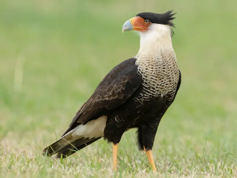 Birds of Prey in California