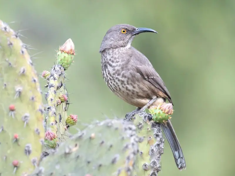 Common Birds of Arizona