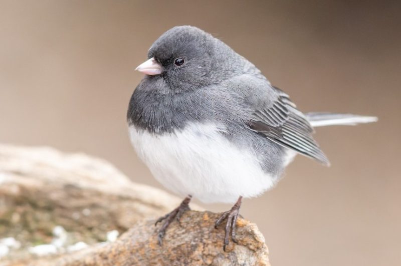 Common Birds in New York