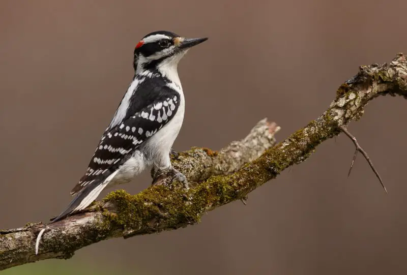 Common Birds in New York