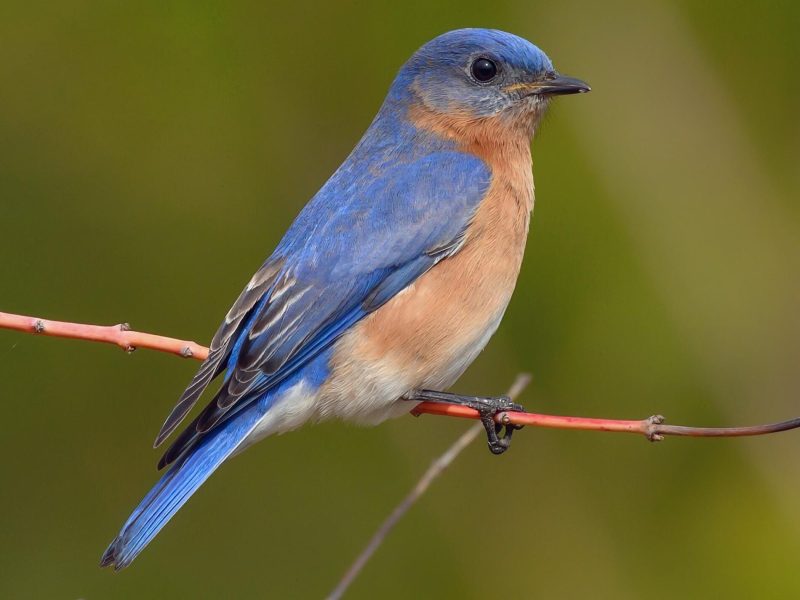 Common Birds in New York