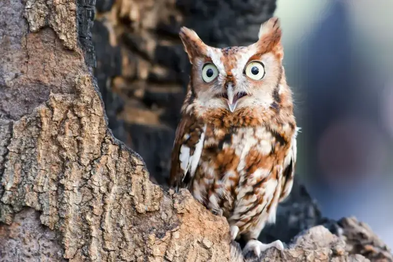 Birds That Sing at Night in North Carolina