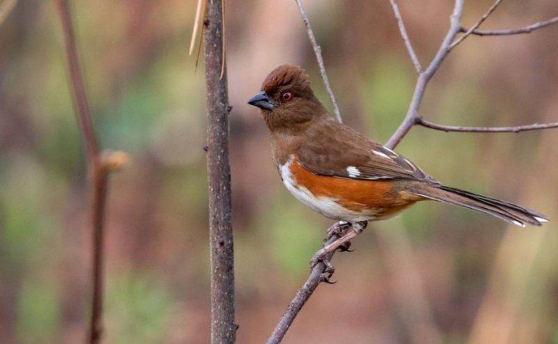 Common Birds in New York