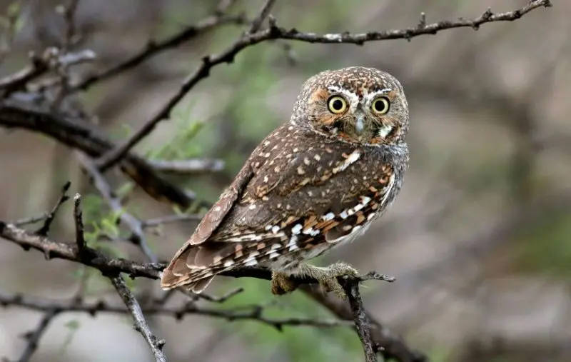 Birds of Prey in California