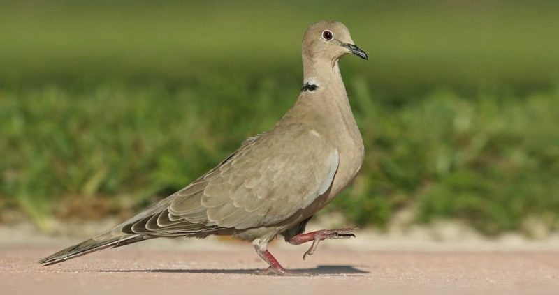 Common Birds of Arizona