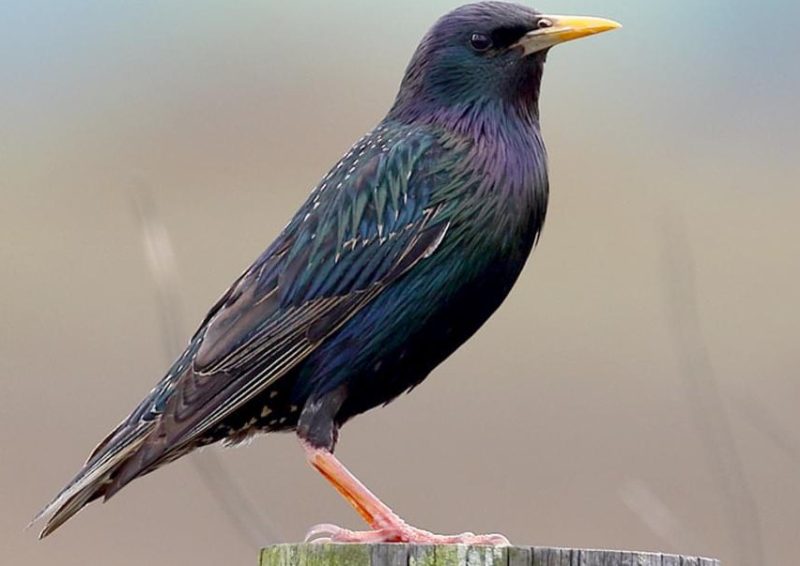 Common Birds in New York