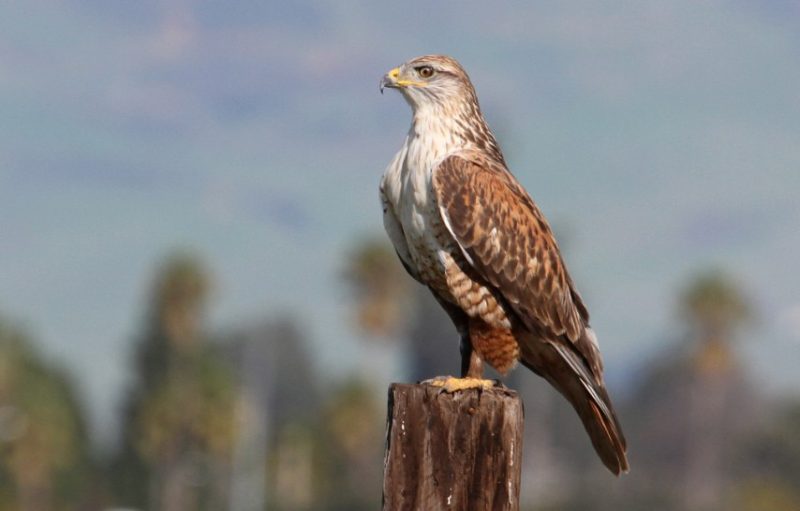Birds of Prey in California