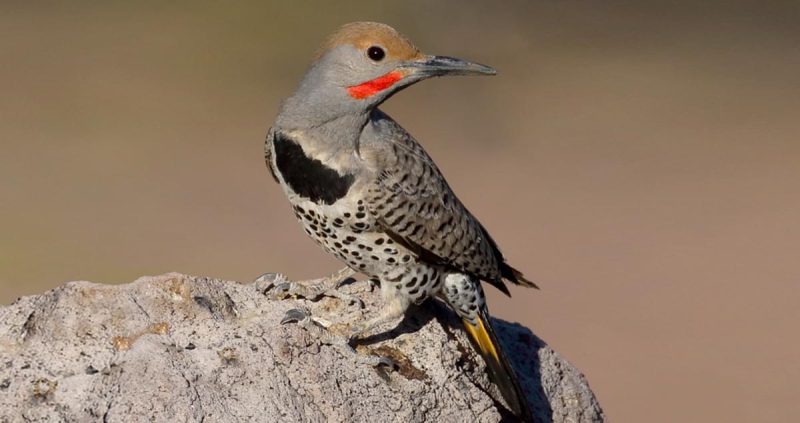 Common Birds of Arizona