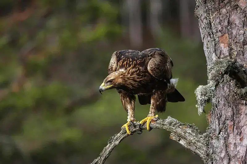 Birds of Prey in California