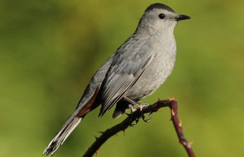 Common Birds in New York