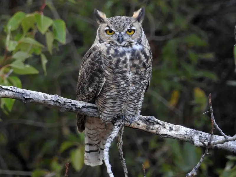 Birds That Sing at Night in North Carolina