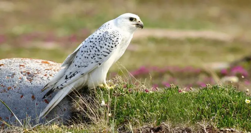 Birds of Prey in California