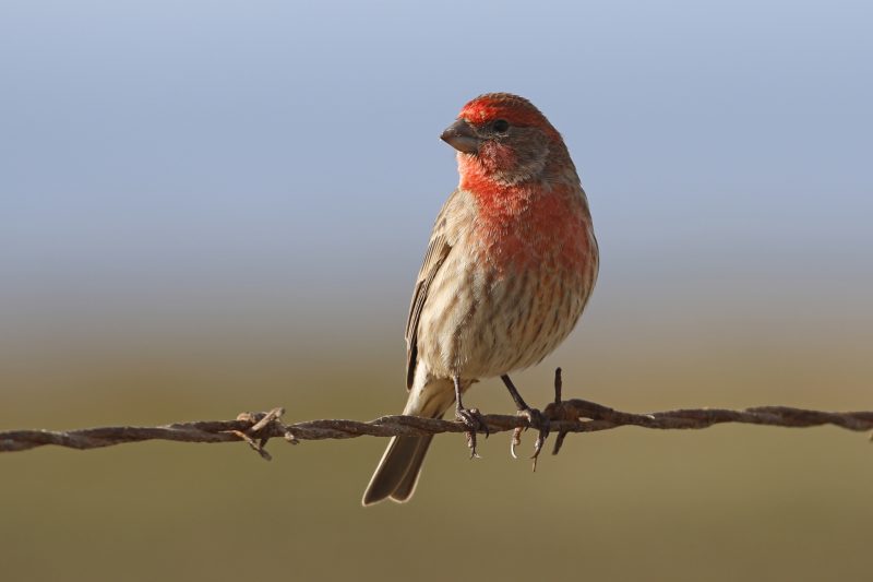 Common Birds in New York