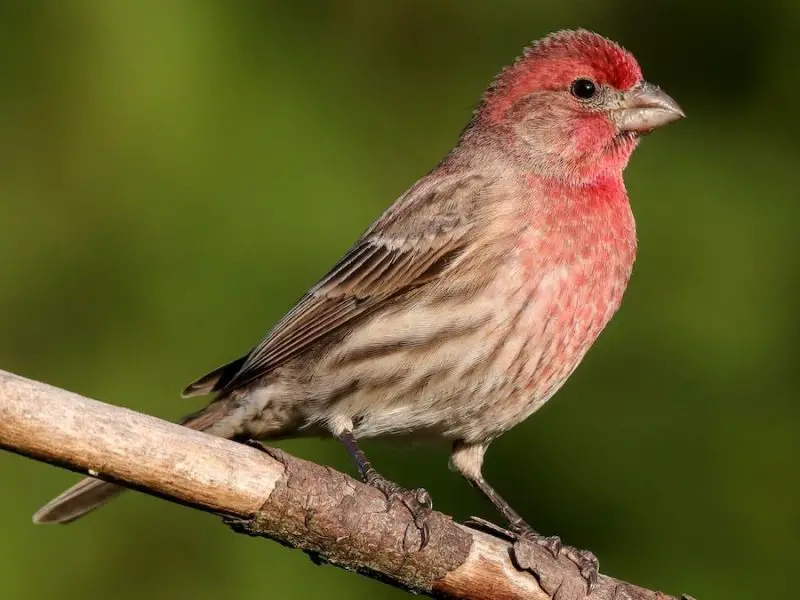 Orange Birds in Michigan