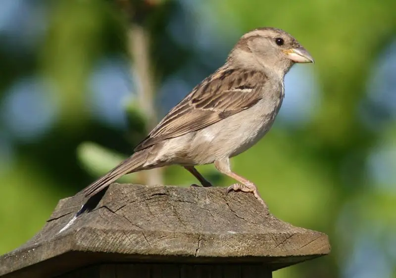 Common Birds in New York