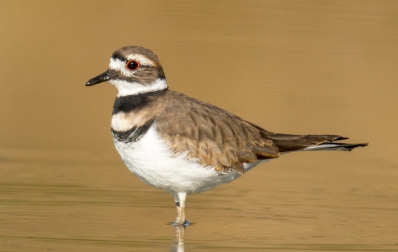 Birds That Sing at Night in North Carolina