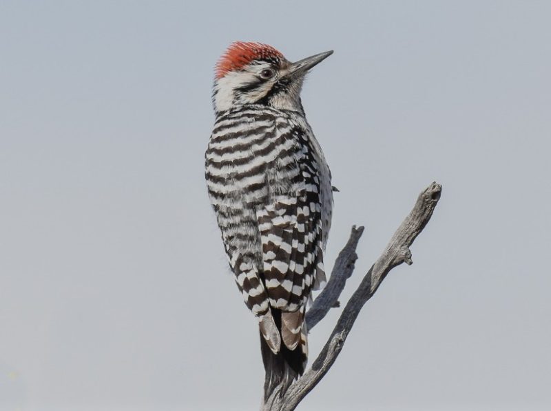 Common Birds of Arizona