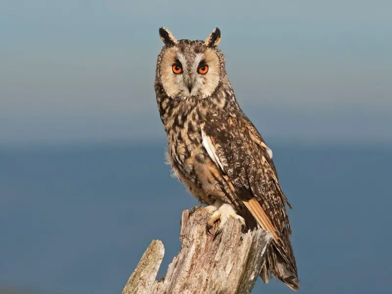 Birds of Prey in California