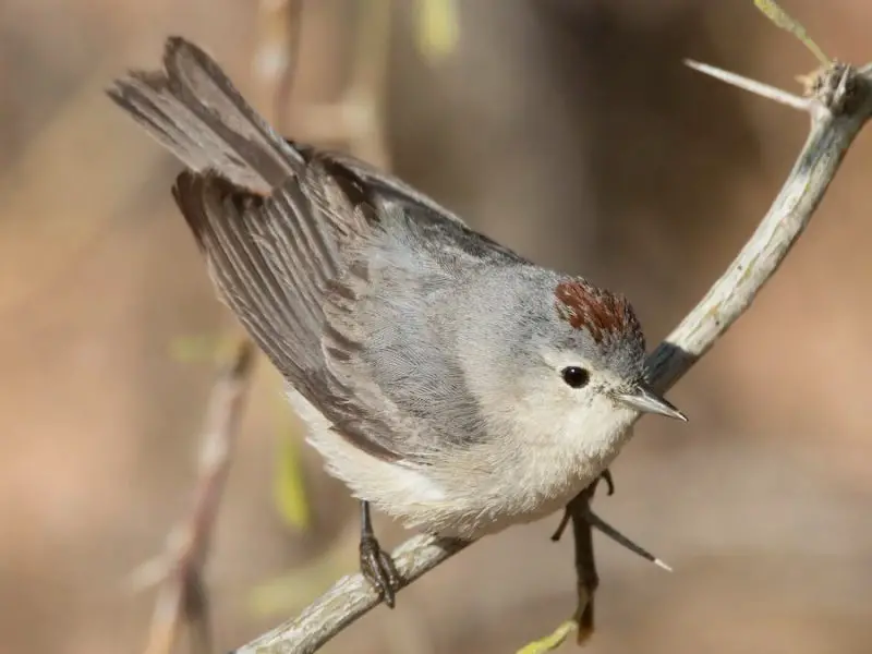 Common Birds of Arizona