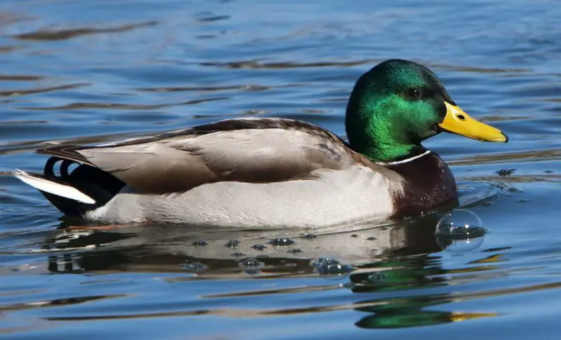 Common Birds in New York
