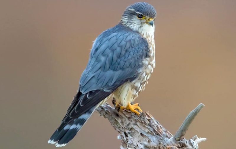 Birds of Prey in California
