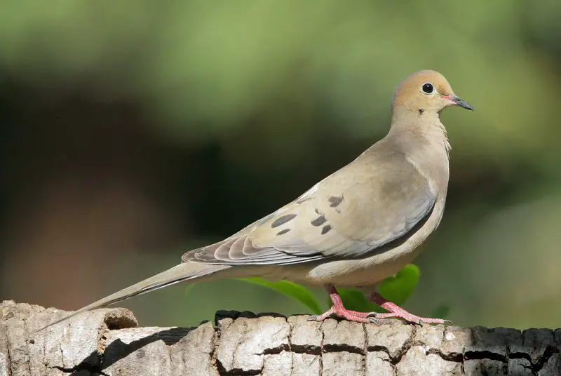 Common Birds in New York